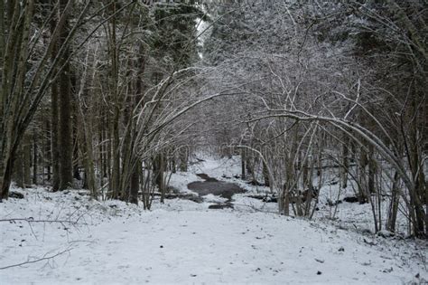 A Glimpse into a Winter Reverie: Picturing Enchanted Snowbound Pathways