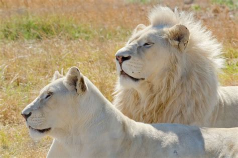 A Glimpse into the Elusive White Lion's Natural Habitat