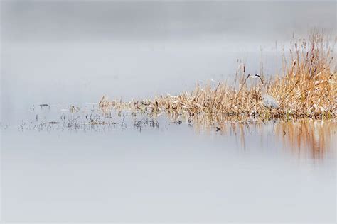 A Glimpse into the Enchanting World of Ethereal Herons