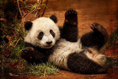 A Glimpse into the Life of a Panda: From Playful Cubs to Majestic Adults