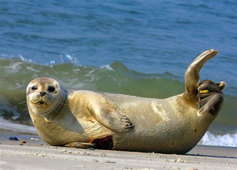 A Glimpse into the Life of the Enchanting Colossus Pinnipeds