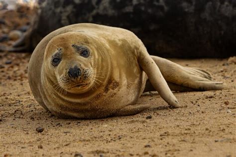 A Glimpse into the Lives of Little Seals: Their Habits and Habitat