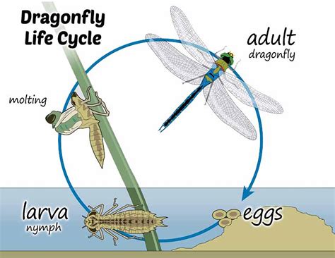 A Glimpse into the Mysterious Life Cycle of Dragonflies: From Egg to Adult