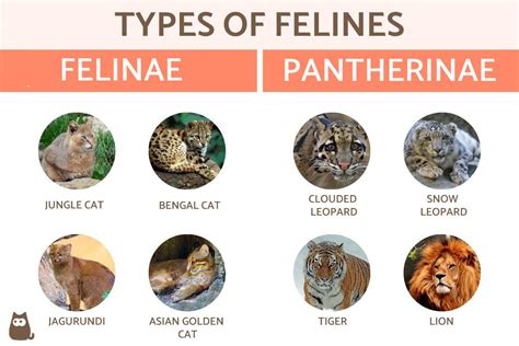 A Glimpse into the Symbolic Universe of Felines and their Characteristics