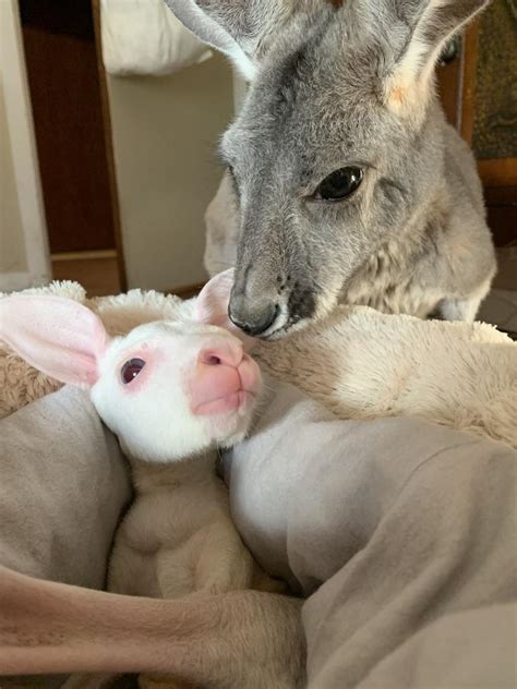 A Glimpse into the World of Albino Kangaroos