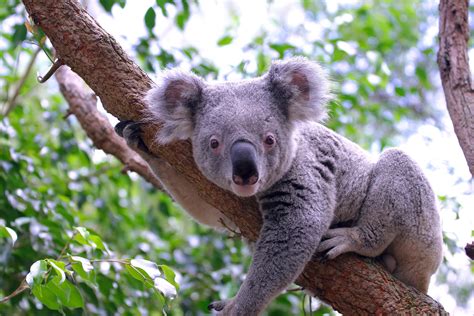 A Glimpse into the World of Grand Koalas: Exploring their Distinctive Characteristics