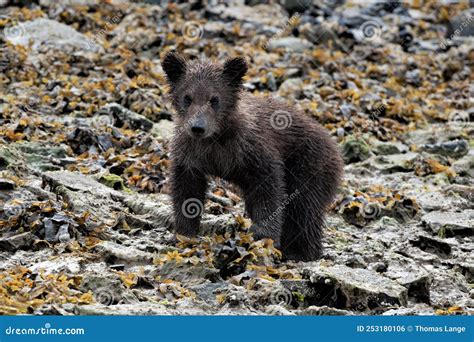 A Glimpse of Nature's Magic: My Unforgettable Meeting with a Tiny Grizzly Cub