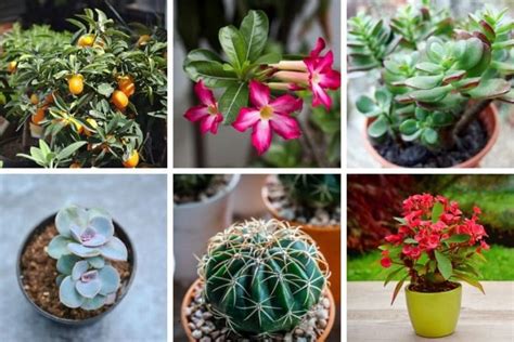 A Guide to Choosing the Perfect Houseplants: From Tiny Succulents to Towering Orchids