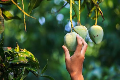 A Guide to Picking the Perfect Emerald Mango