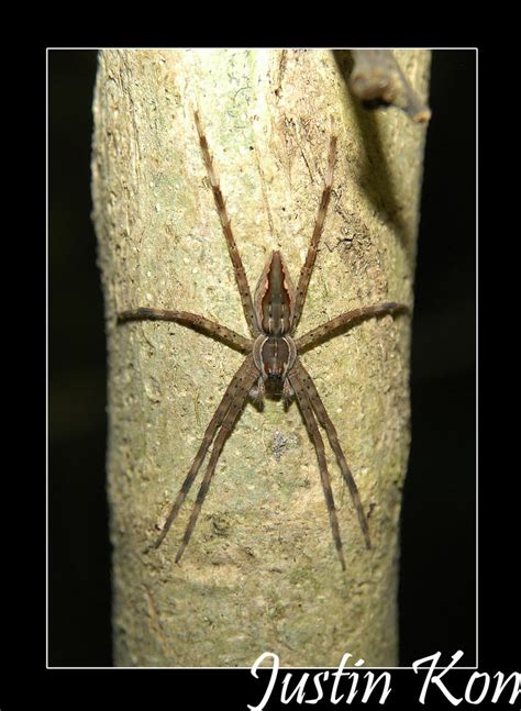 A Haunting Presence: The Lifeless Spider's Stare