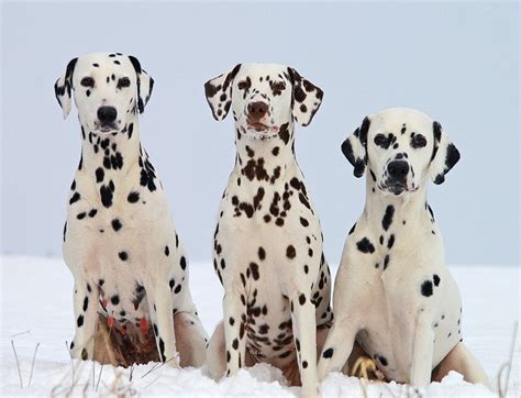 A Heart of Fire: Understanding the Energetic and Playful Personality of Dalmatians