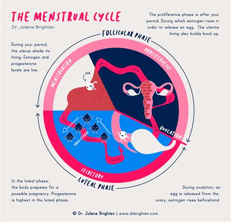 A Heavy Menstrual Cycle: What Does it Signify?