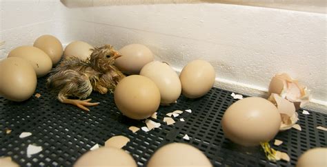 A Journey Into the Mystery of Life: Observing the Incredible Process of a Hen's Hatching