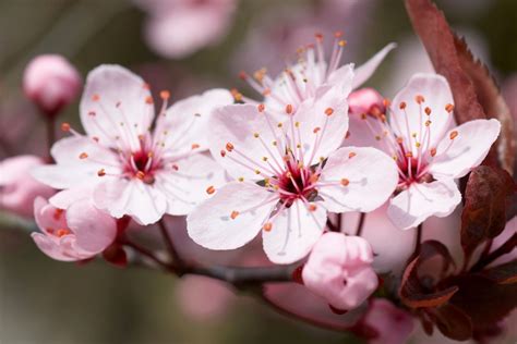 A Journey Through Time and Symbolism: Exploring the Significance of Desiccated Blossom Fragments