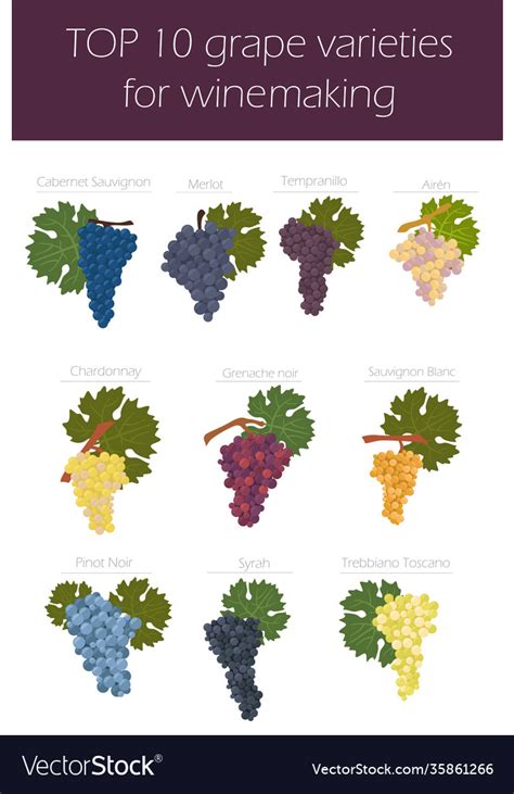 A Journey into the Diverse Realm of Luscious Grape Cultivars