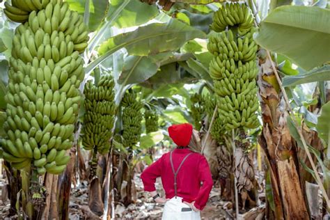 A Journey into the Fascinating World of Banana Farming: A Guide for Aspiring Dreamers