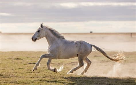 A Journey into the Subconscious: Exploring the Enigmatic Realm of Equine Reverie