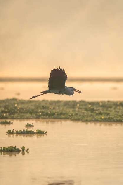 A Journey into the Symbolic Depths of Dreaming with Majestic Bird Wings