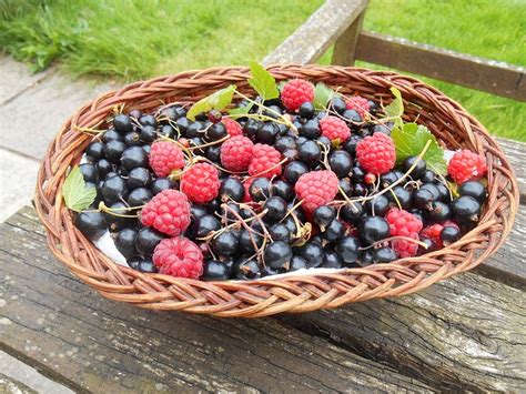 A Journey into the Wilderness: Foraging for Wild Berries