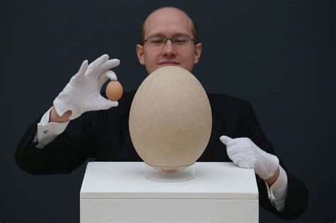 A Journey into the World of Gigantic Eggs