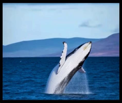 A Journey of Wonder: Up-Close Encounters with the Majestic Monochromatic Giants of the Ocean