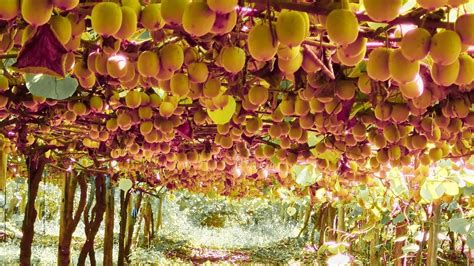 A Journey through Kiwi Farms: Unveiling the Secrets of Cultivation