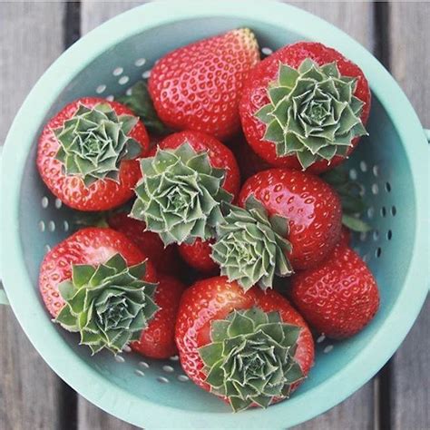 A Journey through the History of Succulent Strawberry Confections