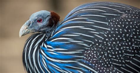 A Journey to the Wild: Exploring the Natural Habitat of Guinea Fowl