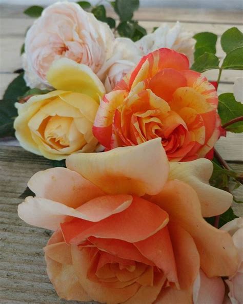 A Lively Addition to Your Garden: Vivacious Orange Roses