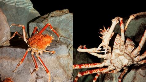 A Look Into the Challenges Faced by the Enchanting Spider Crab