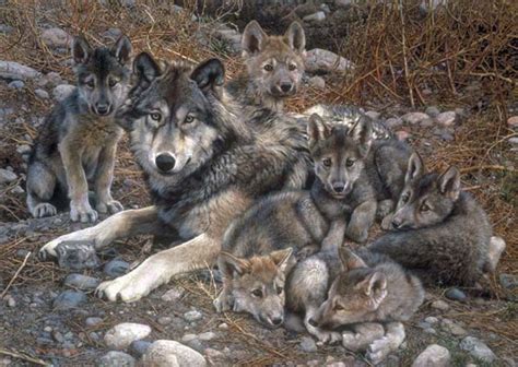 A Magical Meeting with a Wolf Family: A Captivating Experience with Mother Nature