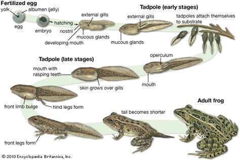 A Matter of Timing: Factors Influencing Tadpoles' Growth and Development