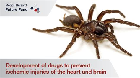 A Medicinal Marvel? Investigating the Potential Therapeutic Uses of Funnel Web Spider Venom