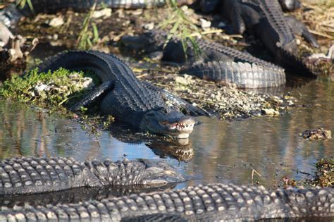 A Mesmerizing Wildlife Adventure on the Swamp Waters