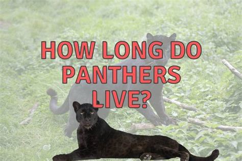 A Modern-Day Reverie: Imagining Life with a Petite Panther