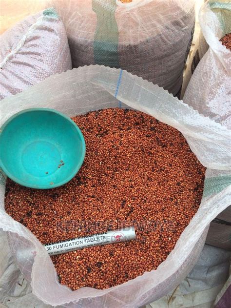 A Neglected Essential: Rediscovering the Advantages of Guinea Sorghum