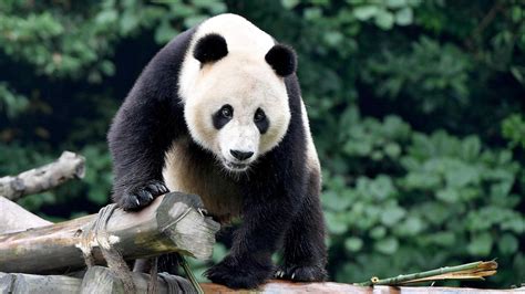 A Peculiar Encounter with an Agitated Giant Panda