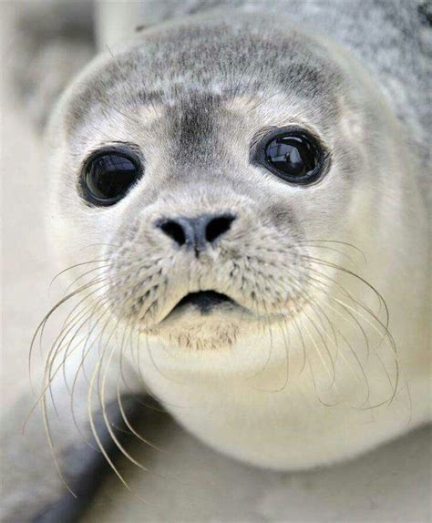 A Peek into the Parenting Habits of Adorable Seal Pups