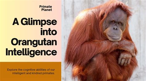 A Peek into the Role of Dreams in Primate Communities