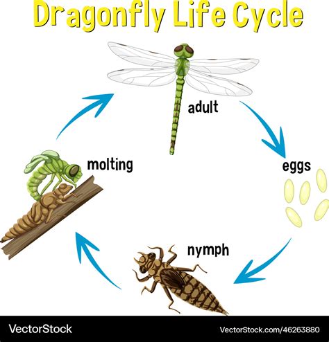 A Perpetual Metamorphosis: Exploring the Life Cycle of Dragonflies