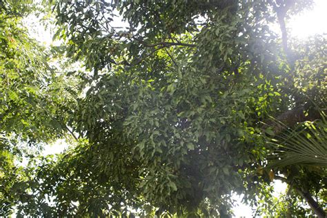 A Profound Connection: Exploring the Spiritual Significance of the Majestic Guinep Tree