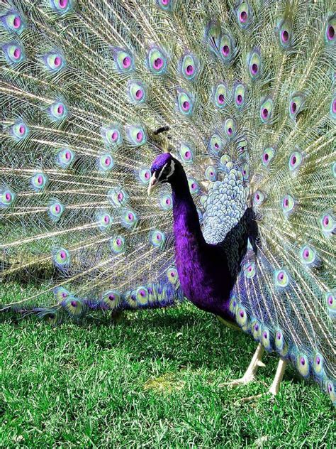 A Rare Sight: The Peacock's Striking Colors