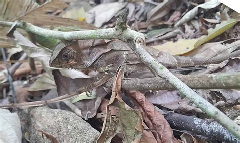 A Rare Sighting: Discovering the Elusive Black Iguana