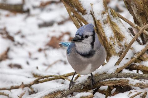 A Rare Sighting: The Elusive Blue Jay in its Natural Habitat