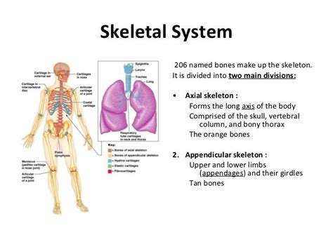 A Reflection of Physical Well-being: Deciphering the Significance in Excreting Skeletal Remains