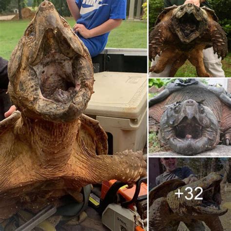 A Remarkable Encounter: Meeting the Enigmatic Soaring Tortoise