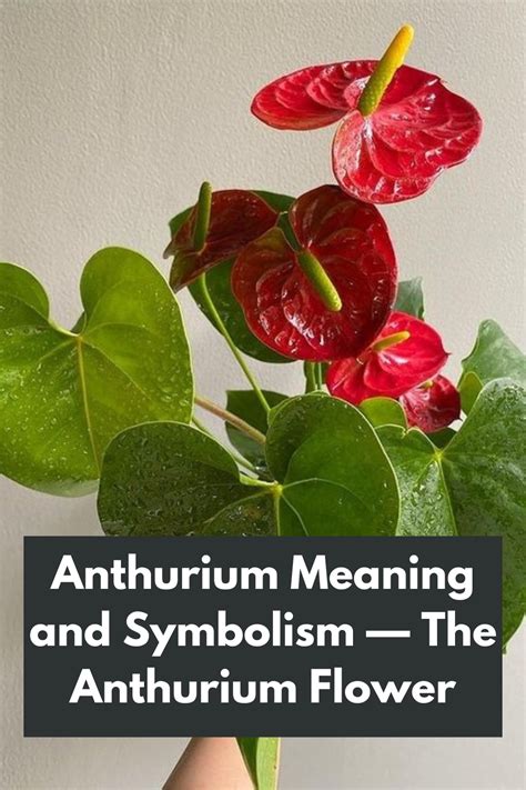 A Representation of Passion and Longing: Delving into the Symbolism of the Crimson Bulb