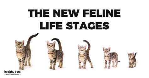 A Short Life Story of the Feline