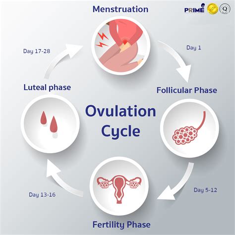 A Sign of Fertility and Biological Instincts