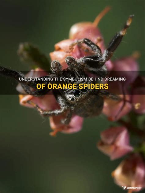 A Spider of the Mind: Delving into the Symbolism of the Massive Orange Spider